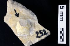 Foto (Detailansicht) von Decapoda indet. (NHMW-GEO-1990-0041-0252)